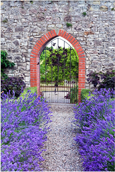 ZENGARDEN EV VE BAHÇE Munstead lavanta tohumu cüce lavandula angustifolia ithal