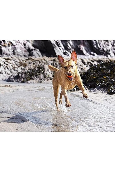 Genel Markalar ! Fetch Medley Gen 3 (ULTRA BALL, FETCH BALL, RUGGED BALL) 3'lü Köpek Oyun Topu Seti (orta Bo