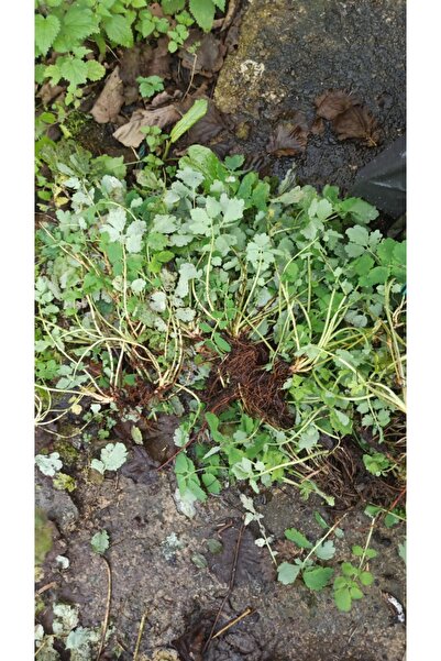 ŞİFAGIDA Açık Kök Kırlangıç Otu Fidesi 2ad Saksısız