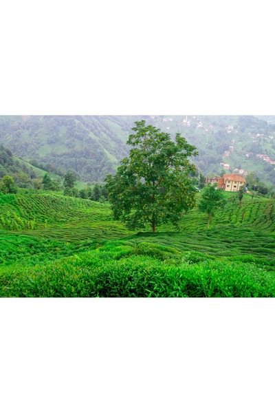 gül anadolu Dökme Seylan Kaçak Çay Ceylon Çayı