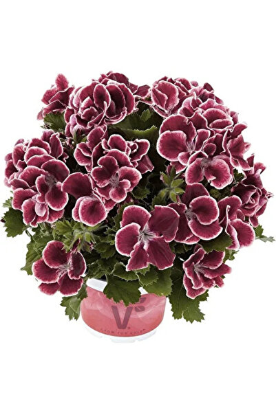 Mimoza Koyu Bordo Ceylan Gözü Sardunya Çiçeği Fidanı 10-20 Cm