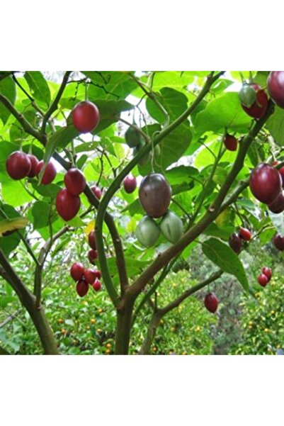 CC Tamarillo (DOMATES AĞACI) 50-70 Cm Boyunda Tüplüdür