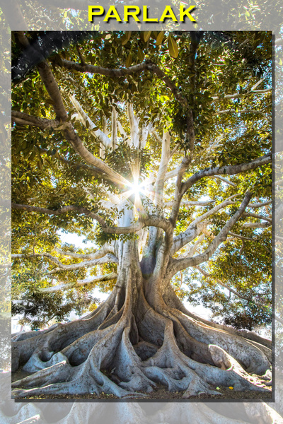 CALLWOOD Doğa Asırlık Zeytin Ağacı Sanatsal Poster-Duvar Kağıdı Yüksek Kalite...