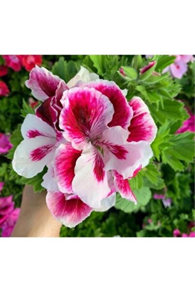 Mimoza Pembe Beyaz Ceylan Gözü Sardunya Fidanı 10-20 Cm