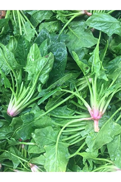 AKSARAY TOHUMCULUK Yerli Ispanak Tohumu 100 Adet Tohum Aksaray Tohumculuk