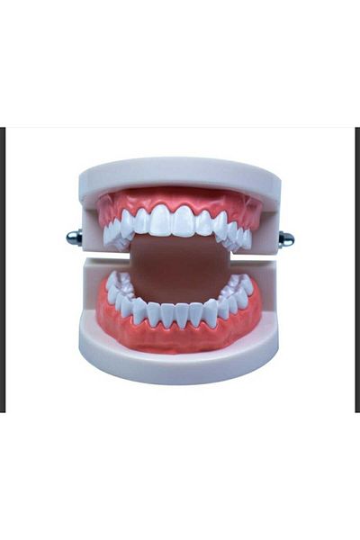 Anoffel Human Anatomy and External Care Model - Chin Model Educational Model for Science and Biology Lessons
