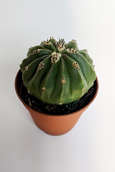 Toptan Kaktüs Melocactus Maxonii Inermis şapkali özel tür koleksiyon kaktüs 5.5 cm kahverengi saksıda