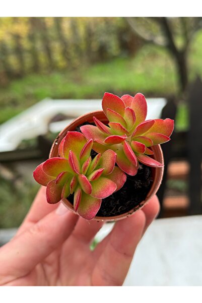 SukuLand Crassula red edge koleksiyonluk özel tüs sukulent 5,5cm saksıda