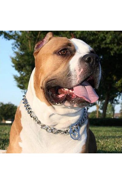Anatolia Dog Steel Chain Training Collar