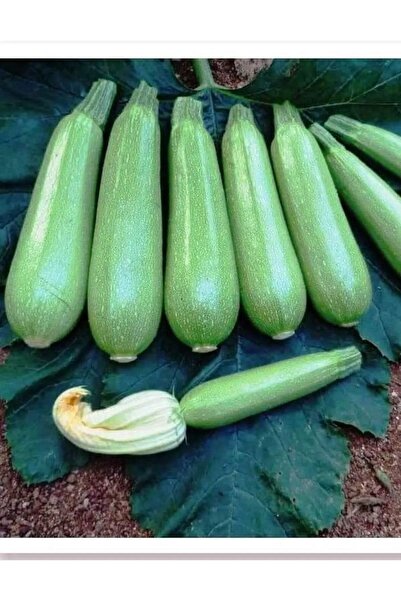 AKSARAY TOHUMCULUK Sofralık Kolsuz Beyaz Kabak Tohumu 30 Adet Tohum Aksaray T...