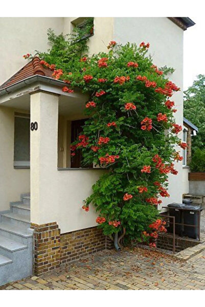 serada decor & plant Acem Borusu Sarmaşığı Fidanı (CAMPSİS RADİCANS) - 1-2 Ya...