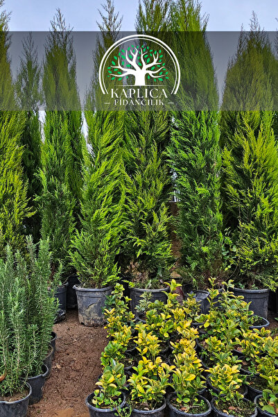 KAPLICA FİDANCILIK Büyük Boy Limon Kokulu Limoni Servi Çam 4 Yaş