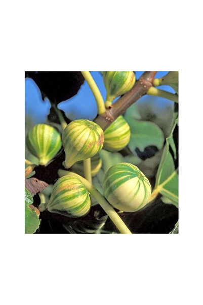 doğaşık Sarı-Yeşil Çizgili İncir Ağacı Fidanı 1-2 Yaş Arası Tüplü Doğaşık