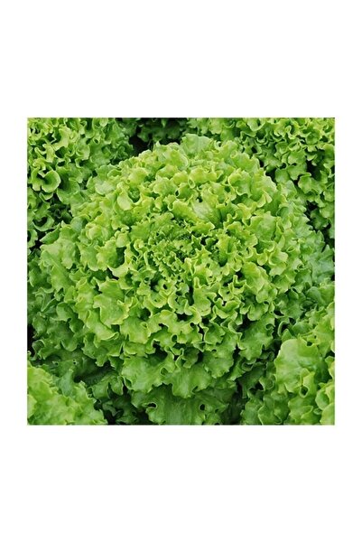 AKSARAY TOHUMCULUK Arapsaçı Kıvırcık Marul Tohumu 25 Adet Tohum Aksaray Tohumculuk