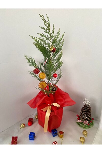 Nura Botanik Yılbaşına Özel Yılbaşı Ağacı Leylandi Çamı Süslemeli 40-60Cm(Por...