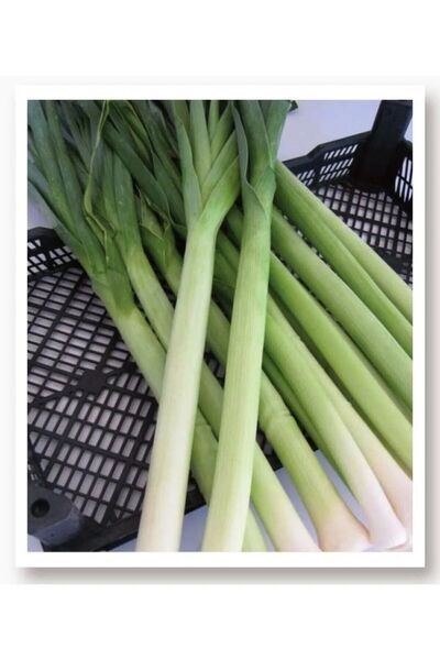 AKSARAY TOHUMCULUK İnegöl Pırasa Tohumu 25 Adet Tohum Aksaray Tohumculuk