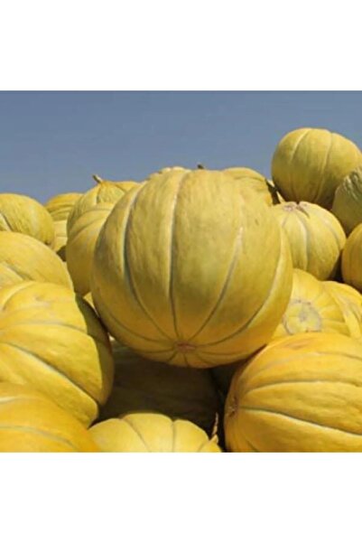 AKSARAY TOHUMCULUK On Dilim Kavun Tohumu 25 Adet Tohum Aksaray Tohumculuk