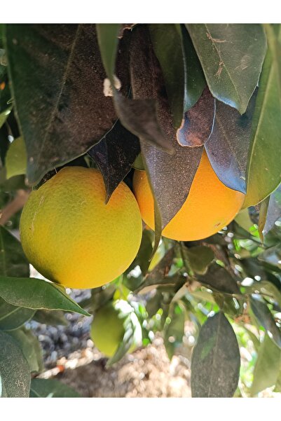 HAS ORGANİK Portakal 3kg (Dalından Taze Hasat)