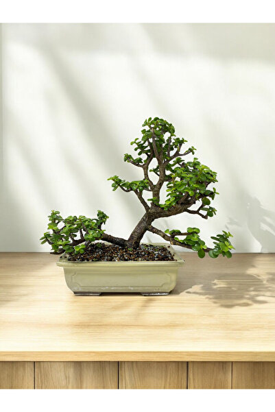Yades Taş Saksıda Büyük Anaç Para Bonsai üretim saksısında para çiçeği para a...