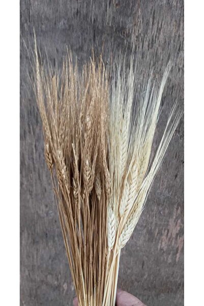 kutmen لونين أبيض قمح وذهبي 40 فرعًا (زهرة صناعية جافة)