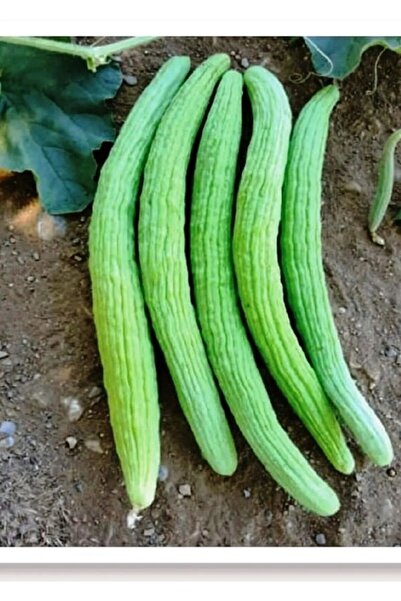 AKSARAY TOHUMCULUK Standart Acur Tohumu 25 Adet Tohum Aksaray Tohumculuk