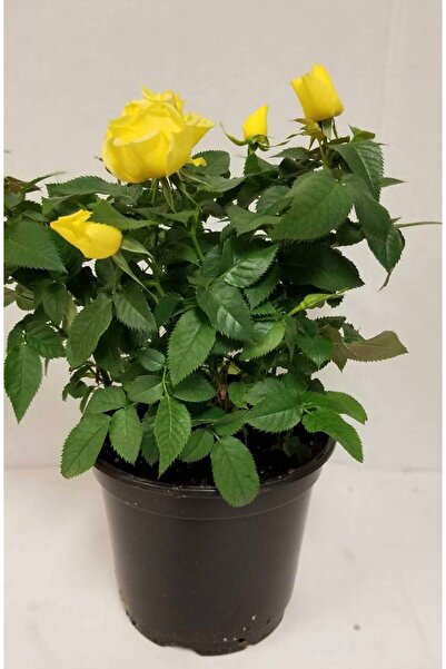 Store Sarı minyatür gül (sert plastik saksılı) hediyelik çiçek bodur gül canl...