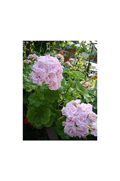 Mimoza Ceylangözü Sardunya Fidesi Fidanı 8.5 cm Saksıda