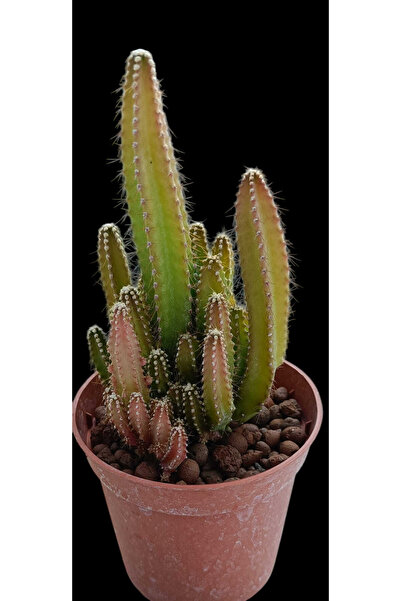 Pagoda Cereus Peruvianus-8,5 cm saksı-ref 24Ç/35