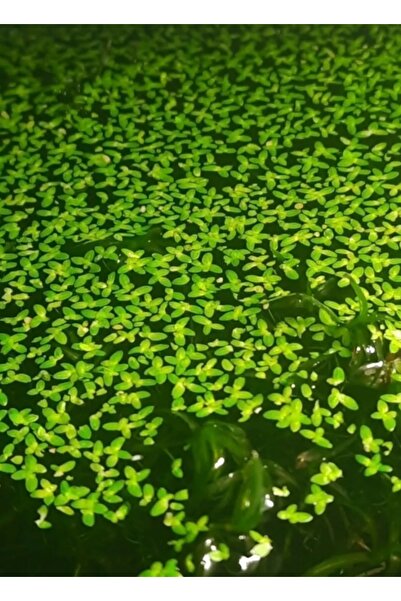senbio Su Mercimeği Akvaryum Bitki Su Üstü Bitki