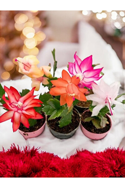 Yades 5 adet Yılbaşı Çiçeği Kaktüsü (Schlumbergera)
