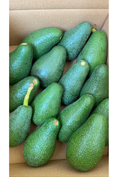 Tropical Bahçem 15 Adet Avokado