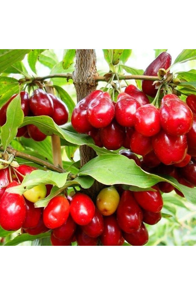 Erzurum İpekgurme ŞİFA GIDA Donmuş Kızılcık Meyvesi 1 Kg