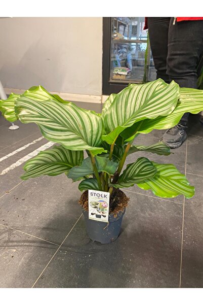 YSR HOME Calethia Orbifolia Dua Çiçeği 30-50 cm arası Ev,Ofis,Salon Çiçeği