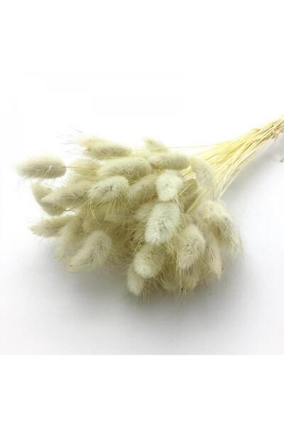 EFİRAZ زهرة القطن المجففة العشب Lagurus باقة 30 فرعا EFIRAZ