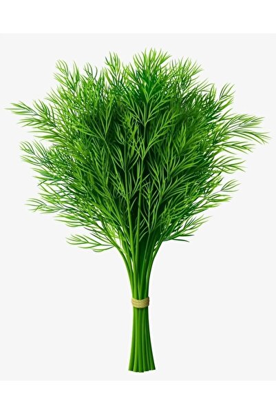 AKSARAY TOHUMCULUK Yerli Dereotu Tohumu 200 Adet Tohum Aksaray Tohumculuk