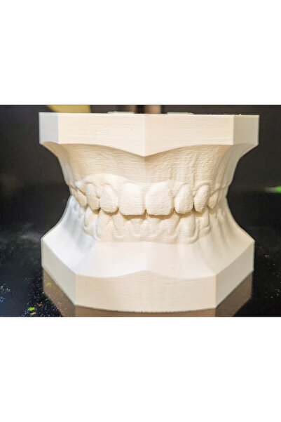 YAPIŞKAN STORE İnsan Anatomisi Diş Çene Modeli Eğitici Maket Fen Ve Biyoloji Dersleri Deney Maketi 2'li