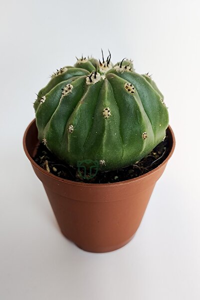 Toptan Kaktüs Melocactus Maxonii Inermis şapkali özel tür koleksiyon kaktüs 5...