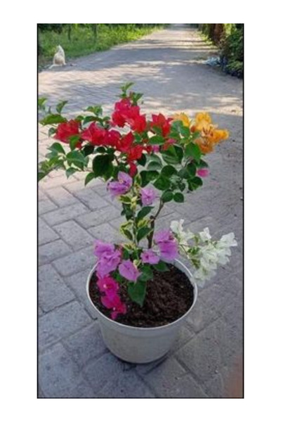 TroyaLab 4lü Begonvil. Türkiye'de İlk. Kendi üretimimiz olan begonvil sarmaşığı. Tek saksıda 4 Renk Begonvil