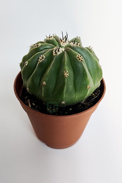 Toptan Kaktüs Melocactus Maxonii Inermis şapkali özel tür koleksiyon kaktüs 5.5 cm kahverengi saksıda