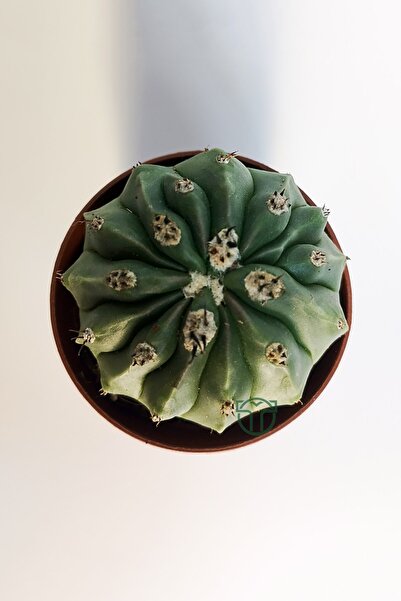 Toptan Kaktüs Melocactus Maxonii Inermis şapkali özel tür koleksiyon kaktüs 5.5 cm kahverengi saksıda