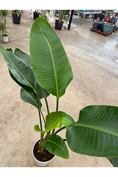YSR HOME Starliçe İki Köklü ( Strelitzia ) 120-140 cm Ev, Ofis, Salon Bitkisi