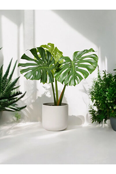 Yades Deve Tabanı Monstera Dekoratif Saksıda 50-60 cm