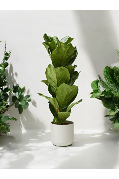 Yades Dekoratif Saksıda Keman Yapraklı Kauçuk Ficus Lyrata