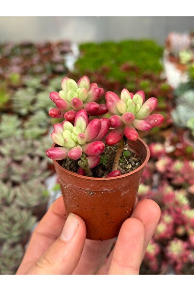 SukuLand sedum rubrotinctum aurora pink koleksiyonluk özel tür sukulent 5,5cm saksıda