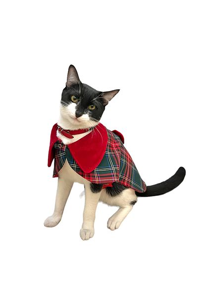 zühre balaban Cat Dog Costume Outfit