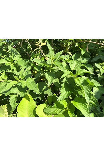 yörük nine Taze Isırgan Otu (URTİCA) Doğal Katkısız Doğadan Evinize