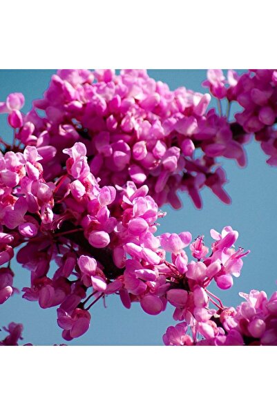 doğaşık Mor Erguvan Ağacı Fidanı 2 Adet 2 Yaşında Tüplü Doğaşık