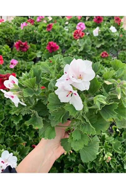 Mimoza Ceylan Gözü Sardunya Fidanı Beyaz 10-20 cm