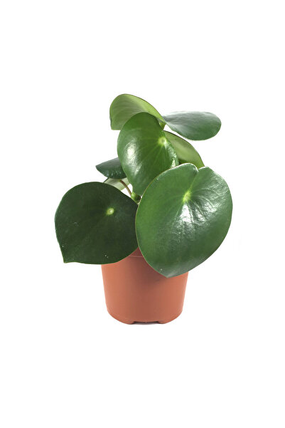 Betonish Peperomia Polybotrya (YAĞMUR DAMLASI BİTKİSİ)