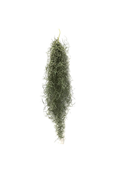 Betonish Tillandsia Usneoides (Hava Bitkisi)